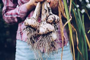 How To Grow Garlic Indoors: Easy to Follow Steps for a Thriving Plant Picture