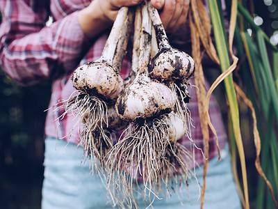A How To Grow Garlic Indoors: Easy to Follow Steps for a Thriving Plant