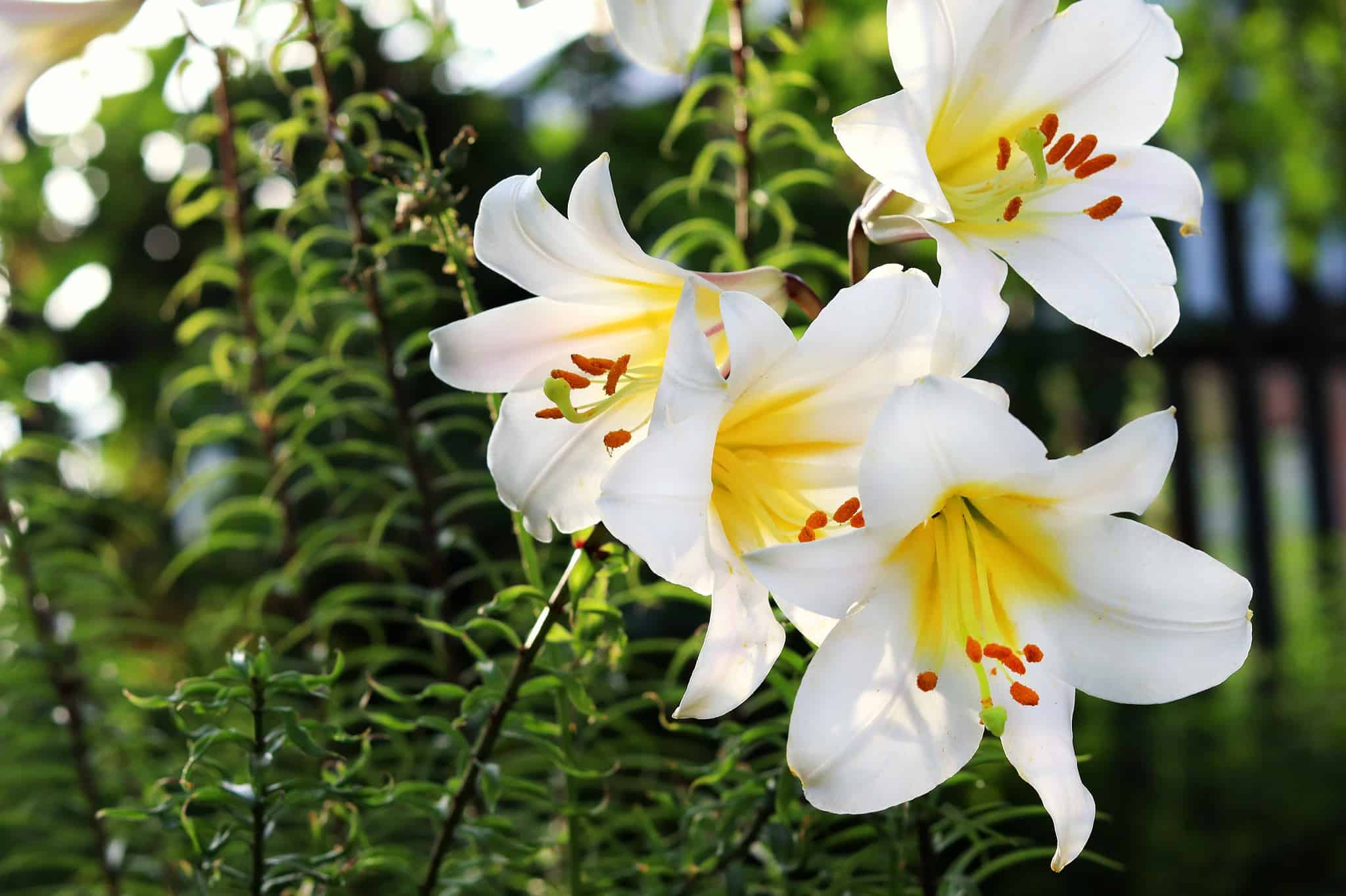 24 Types Of White Lilies