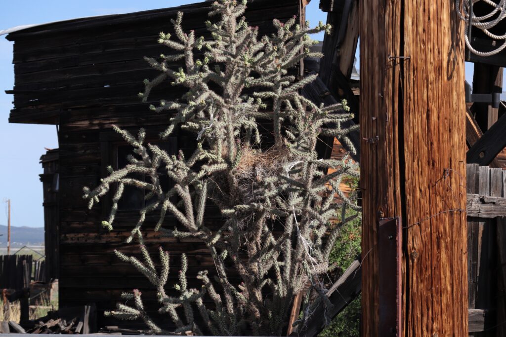 Coastal Cholla Cactus