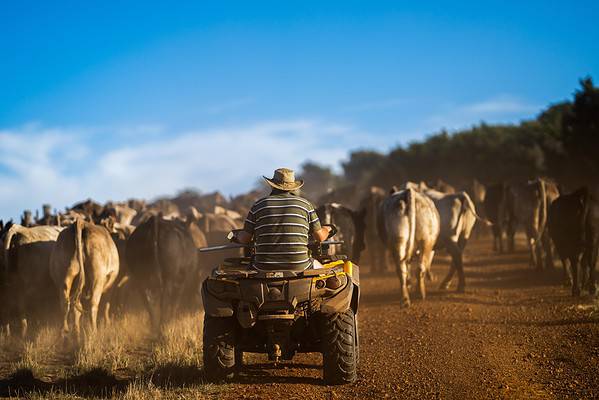 Young farmer mustering livestock in Australia.