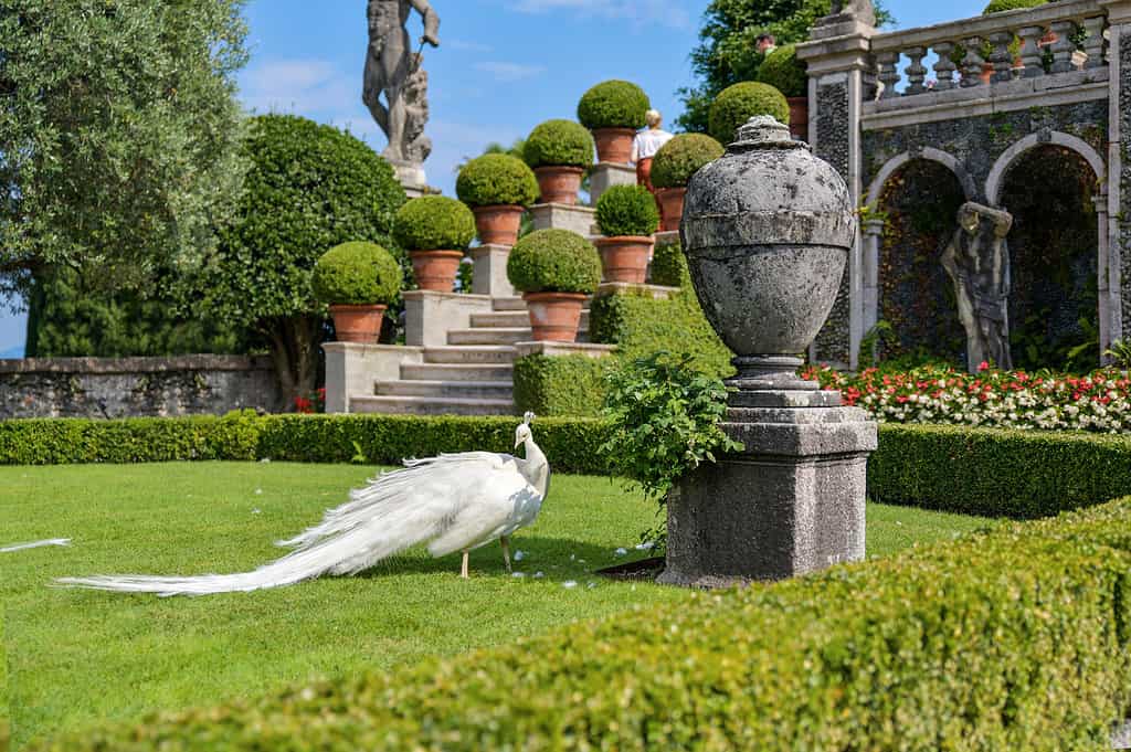 White peacock