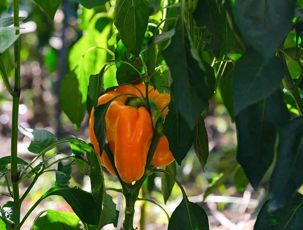 Orange bell pepper