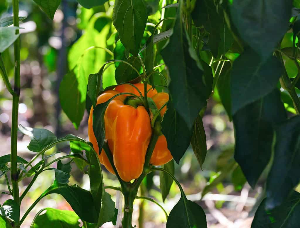 Bell Peppers: Differences Between Green, Yellow, Orange, and Red -  Delishably