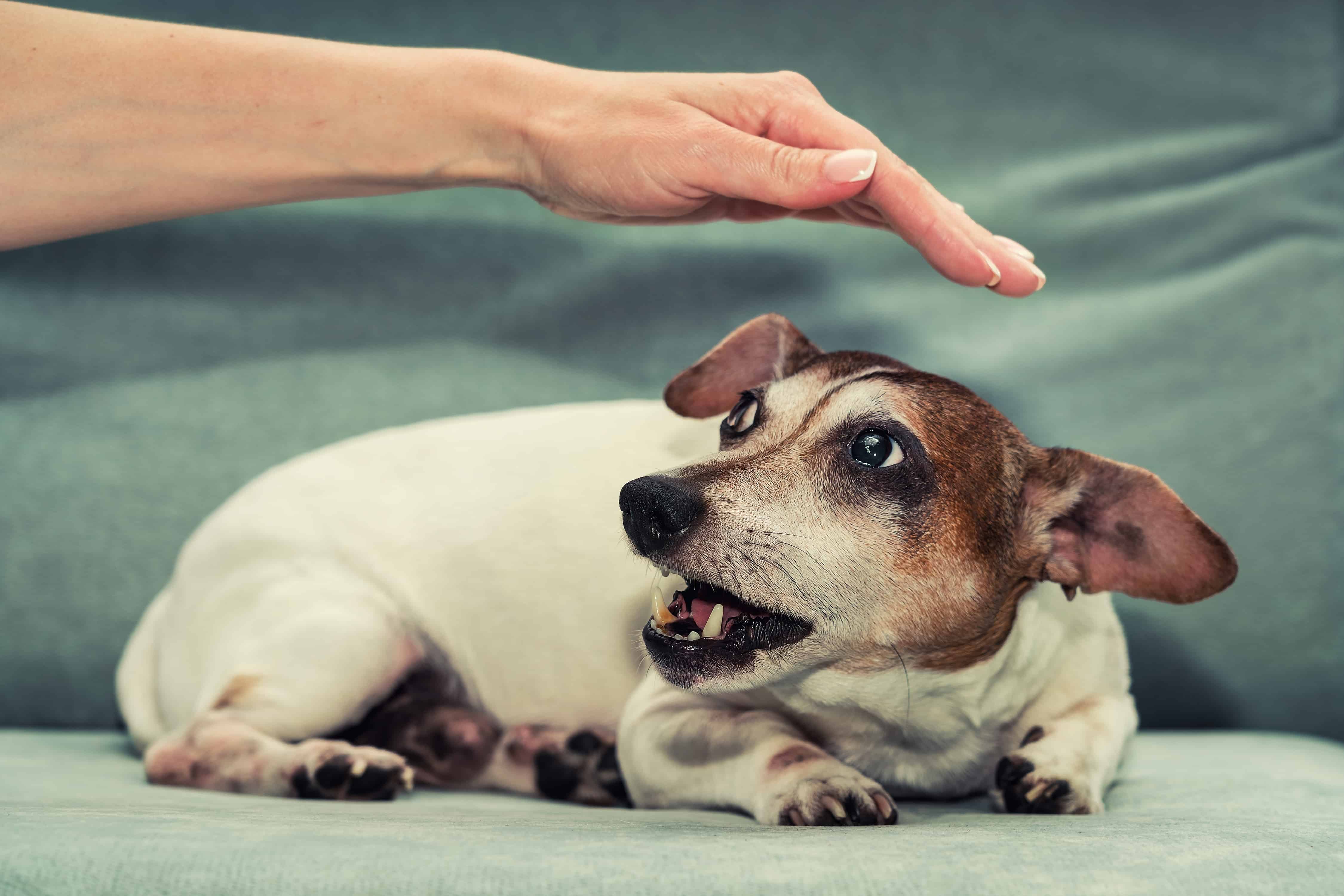 This Is Why Your Dog Growls When You Pet Them A Z Animals