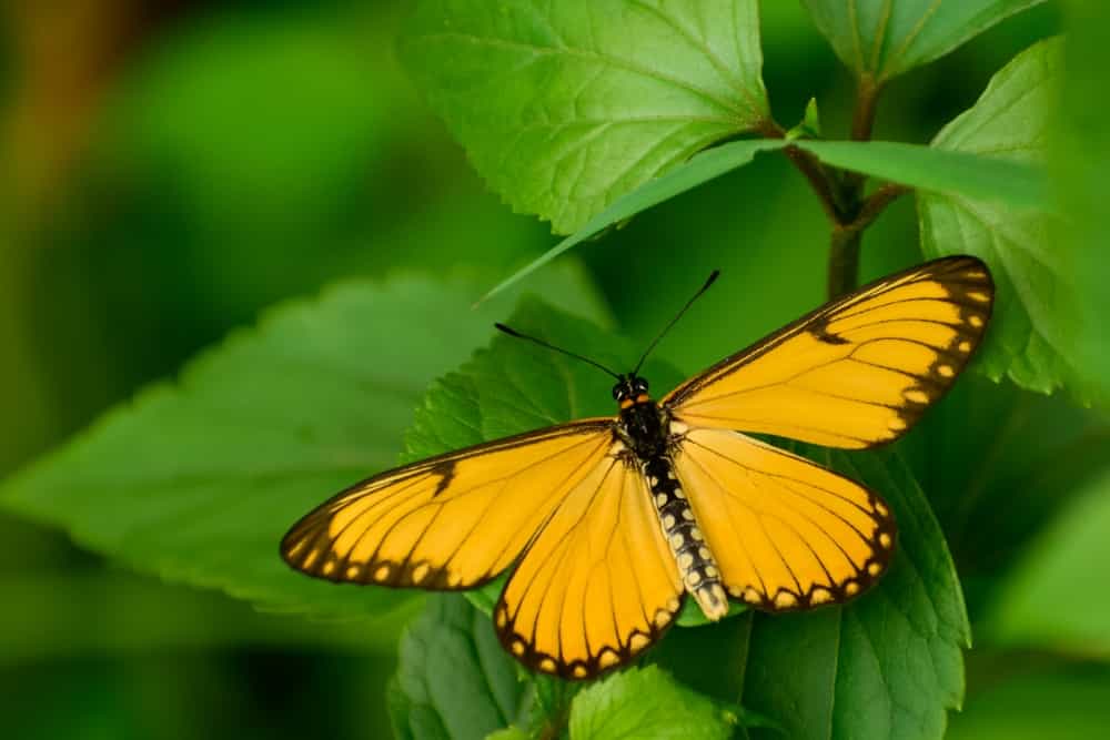 yellow butterfly on leaves