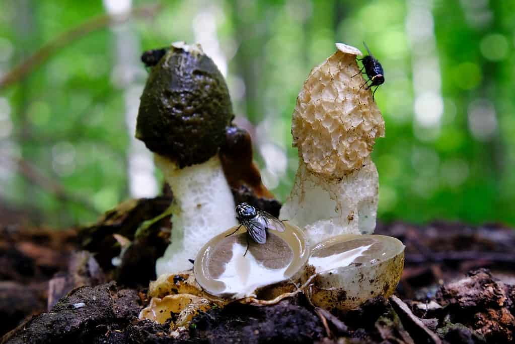 Stink horn mushrooms from the Phallaceae family