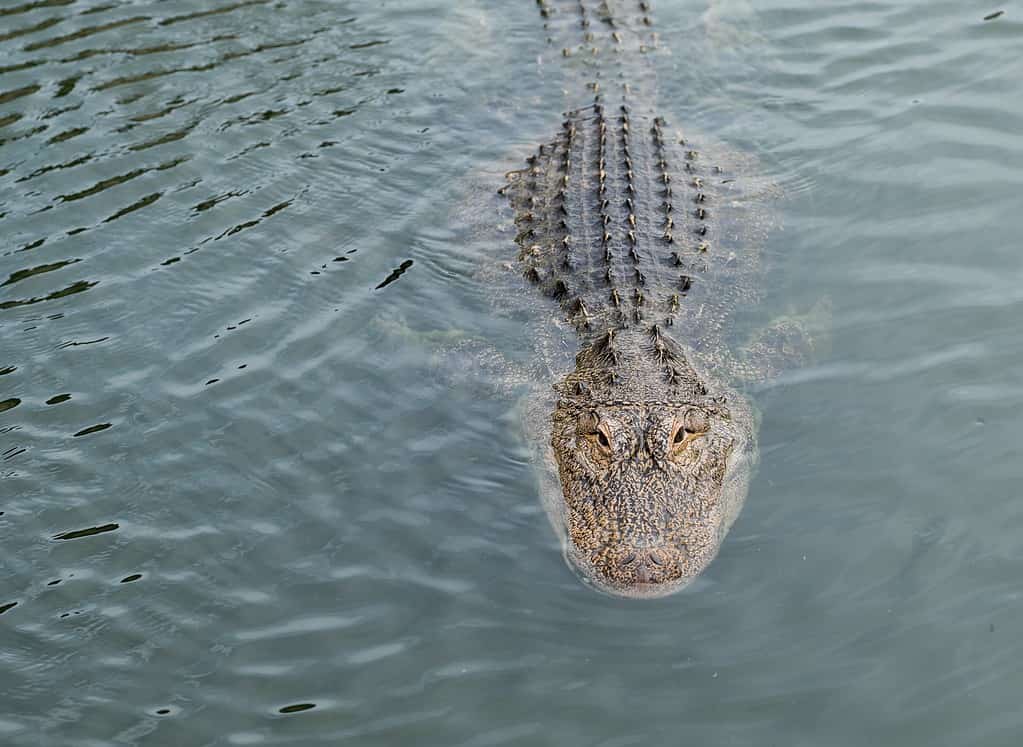 A close-up of an alligator showcasing its textured skin, sharp teeth, and fierce demeanor.