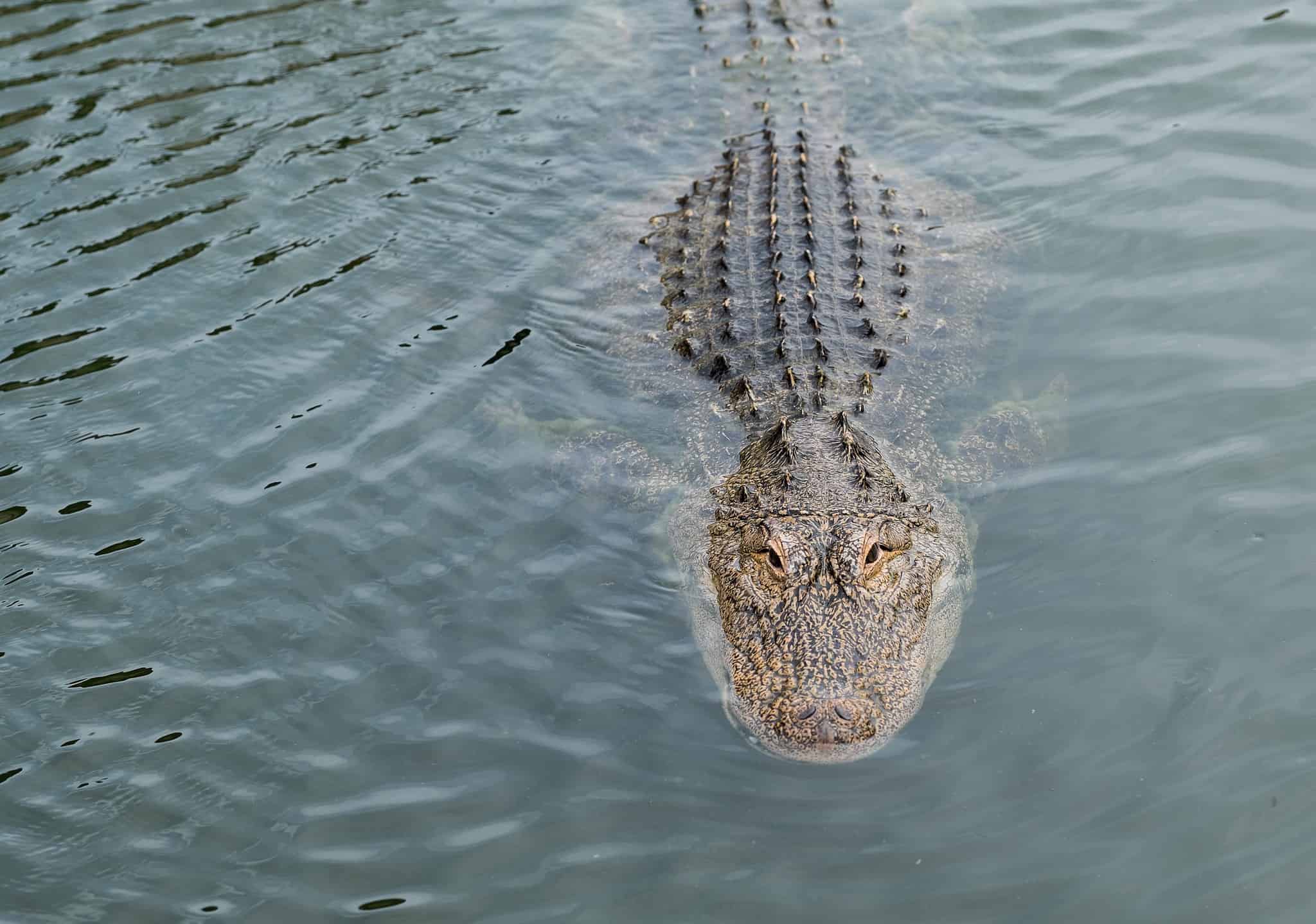 Alligators In Savannah: Are You Safe To Go In The Water? - A-z Animals