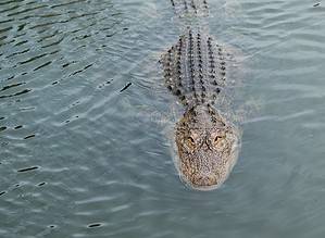 Watch a Huge Alligator Launch Itself Out of the Water Trying to Catch a Low-flying Drone Picture