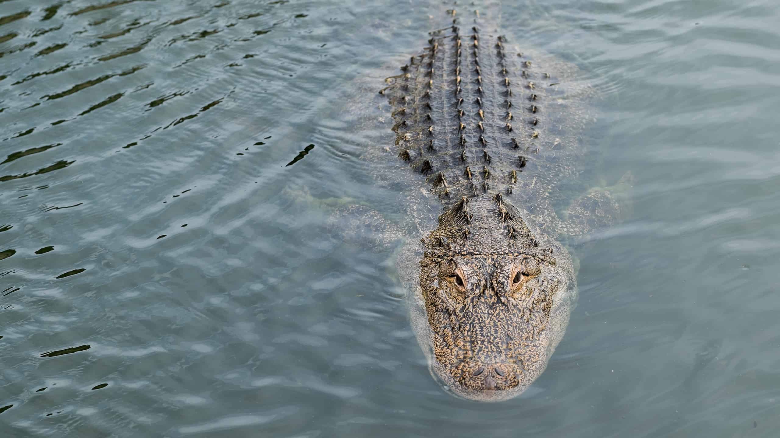Alligator swimming through clear waters