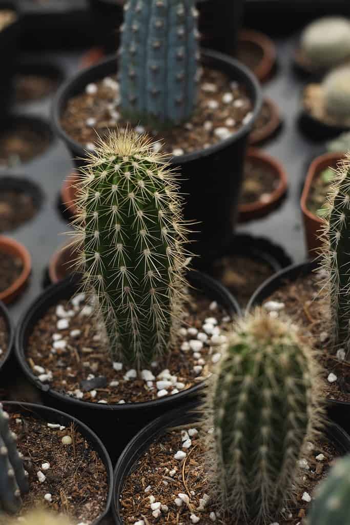 Cipocereus bradei cactus propagated in pots at a plant shop