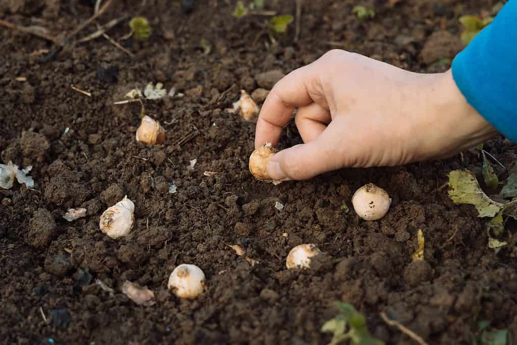 human hand planting muscari bulbs