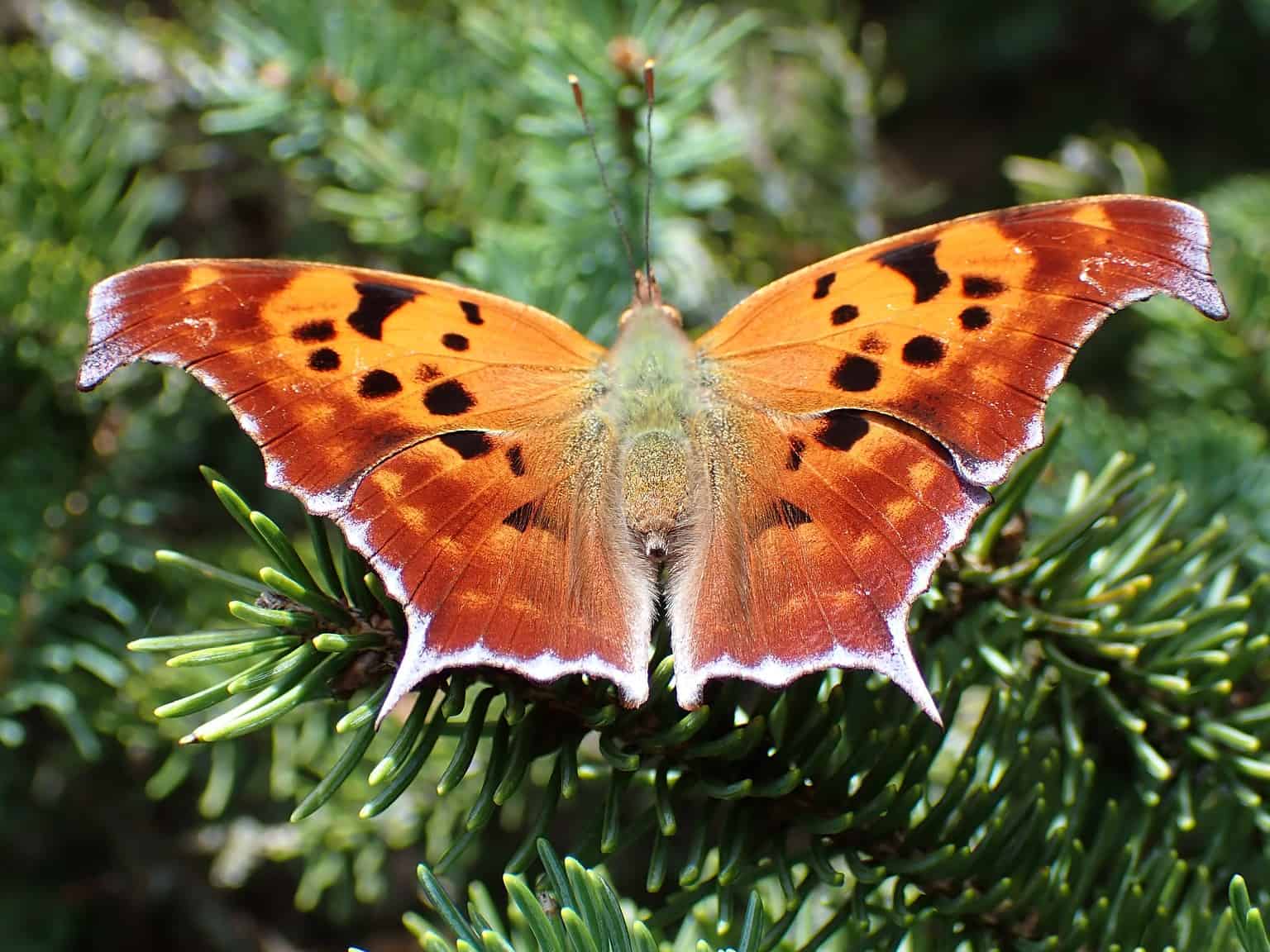 12 Types of Orange Butterflies with Pictures and Identification Guide