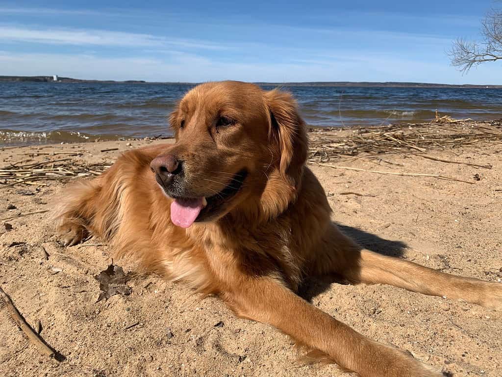 American golden retriever saw the sea for the first time and lies on the beach in the sun