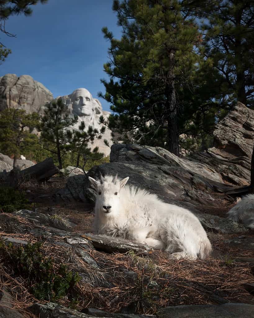 Mountain Goat resting near Mount Rushmore