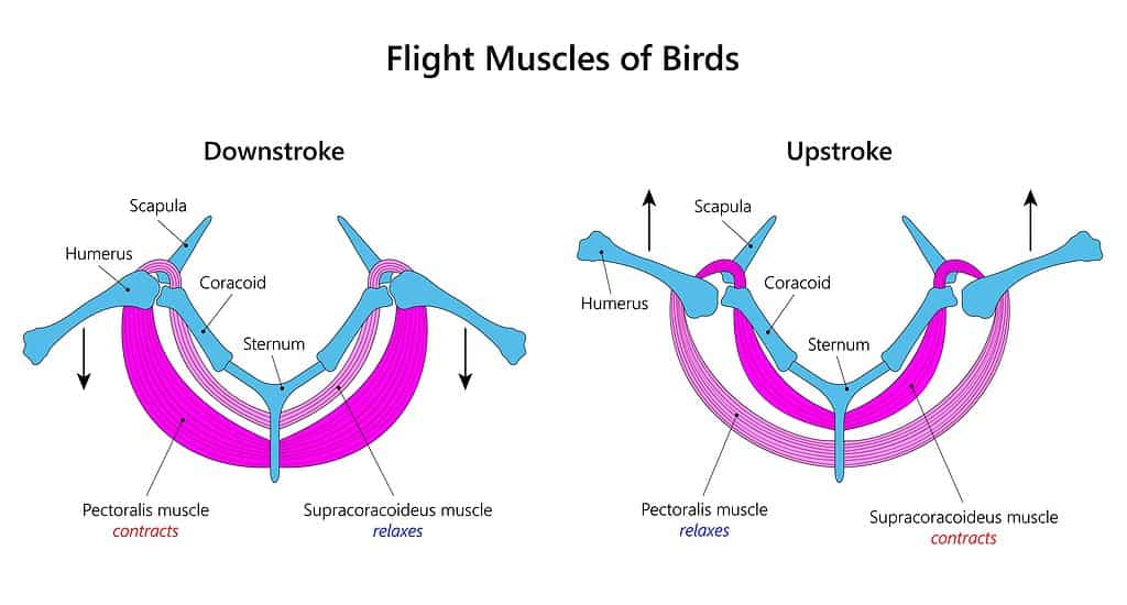 Bird, flight muscles, keel.