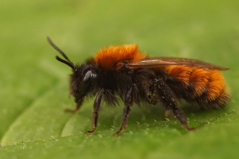 macro if a tawny mining bee. The bee is facing left on a green leaf. The bee is covered in setae (hairs). Th hairs are black on the bottom of the bee and rusty orange on the top. Its face is totally black.