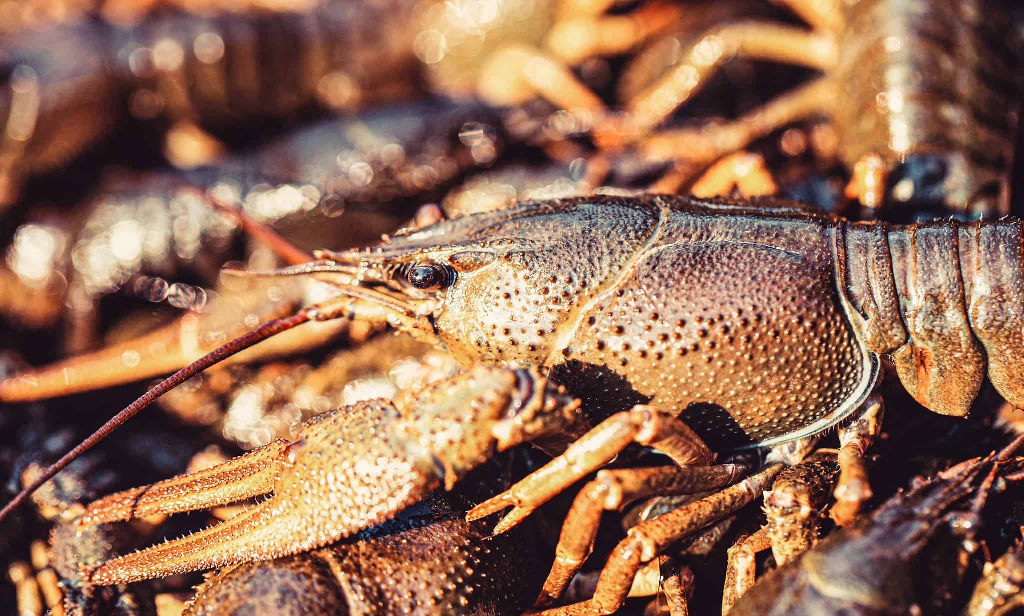 Crawfish vs Crayfish - A-Z Animals