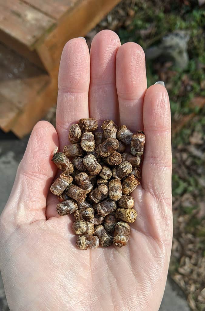 A cluster of mason bee cocoons of different species being held in a light-skinned upturned palm