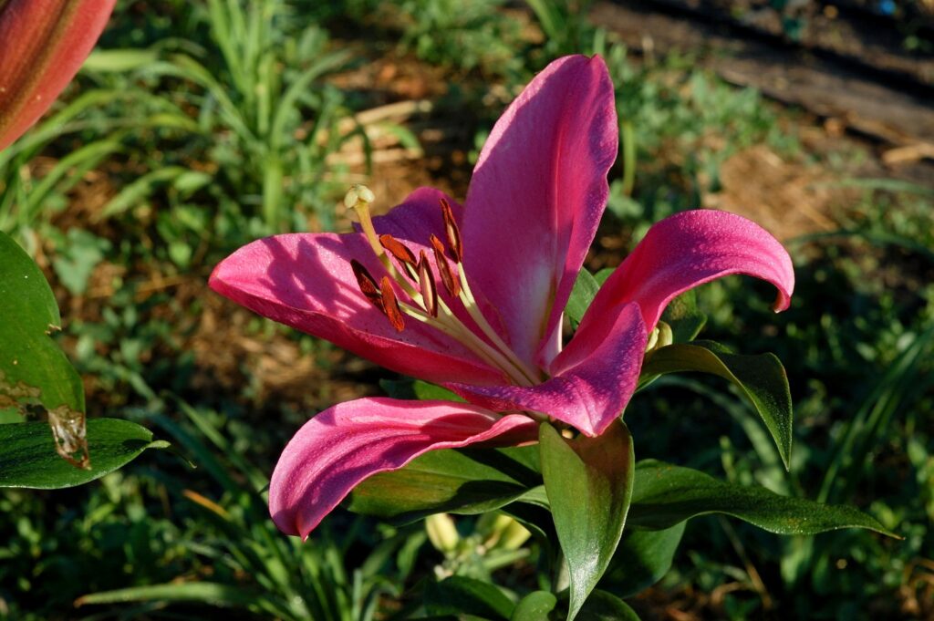 purple marble lily