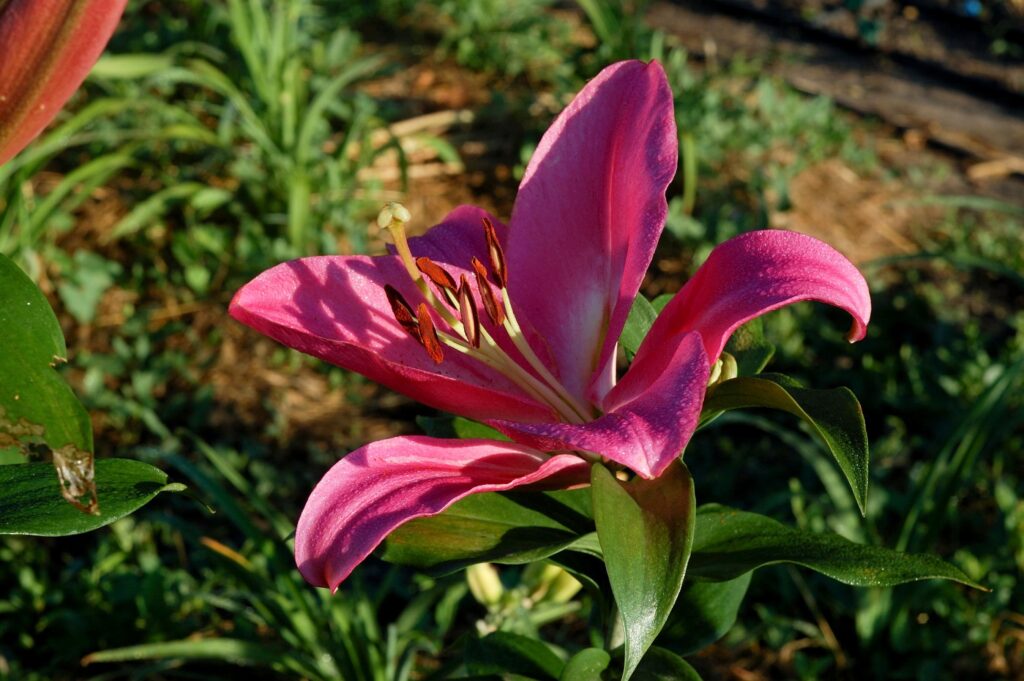 Purple Marble Lily