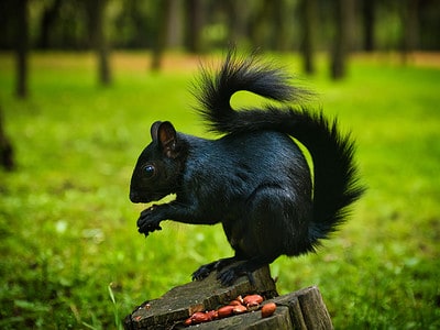 A What Causes Black Squirrels and How Rare are They?