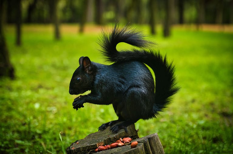 Black squirrel