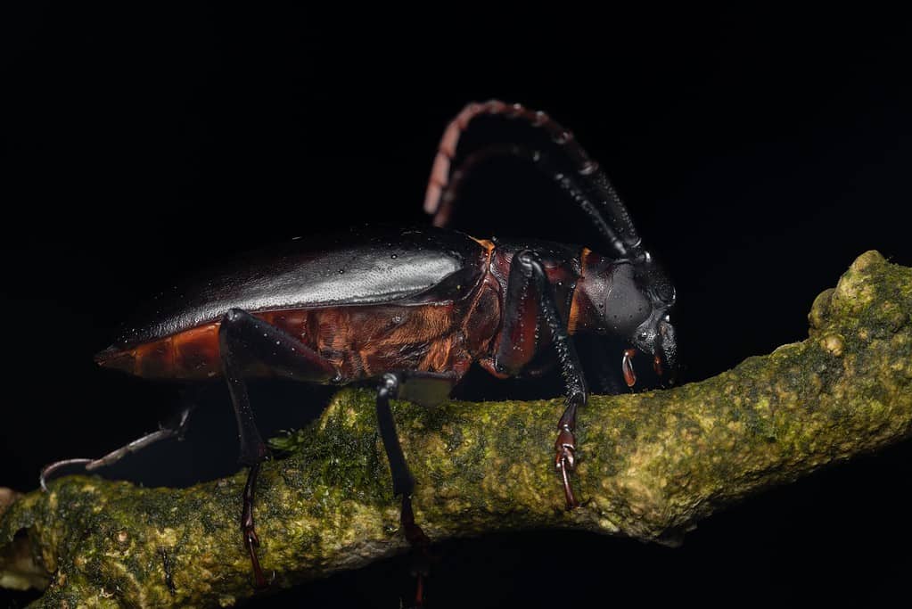 Long-horned Beetle - Types of Brown Beetles