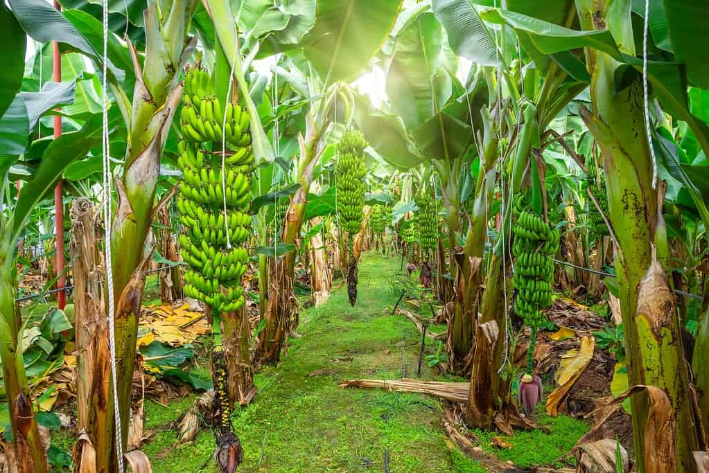 Banana Palm Tree Farm