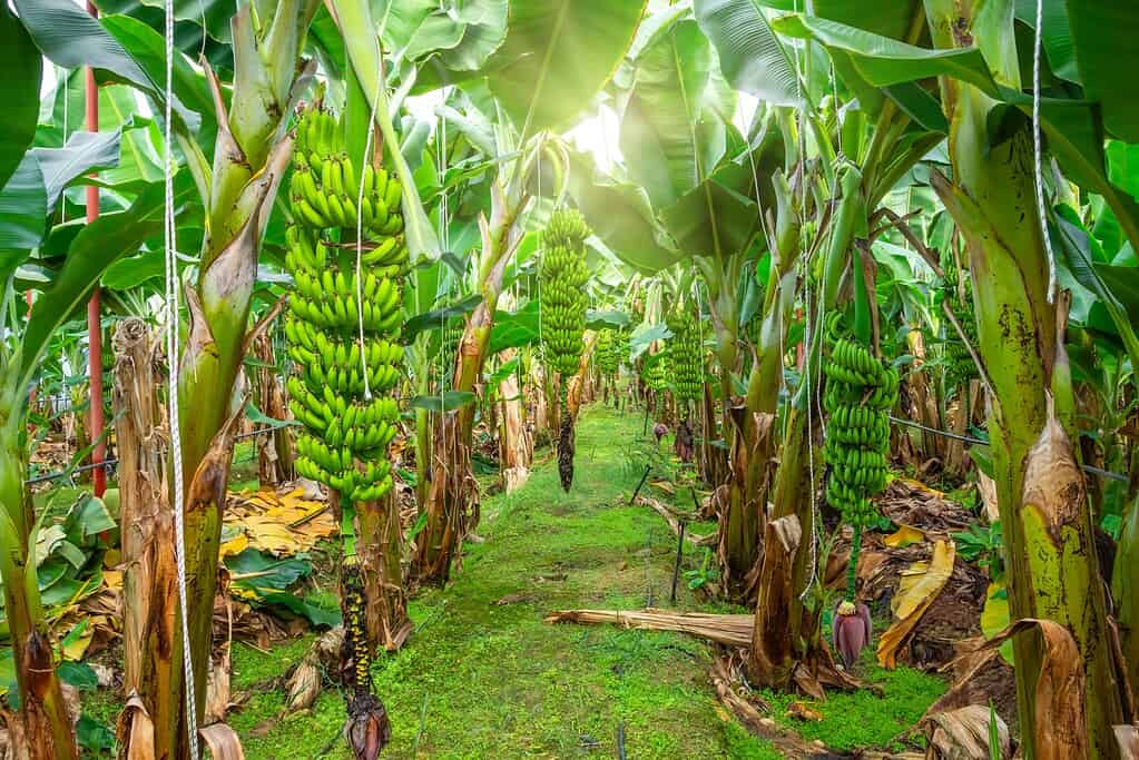 The largest bunch of bananas ever counted, with 473 bananas, is