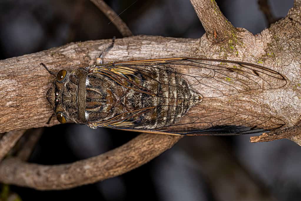 Giant Cicada (Quesada gigas)