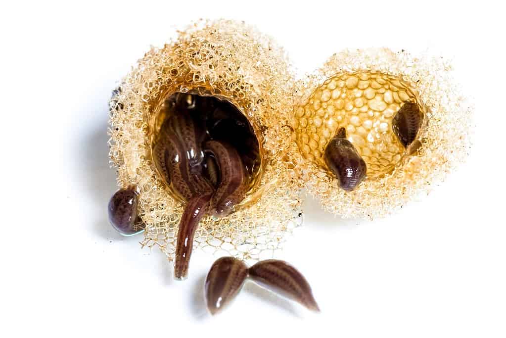 Leech cocoons and baby leeches. The cocoon looks like a cross between honeycomb and a loofa sponge.