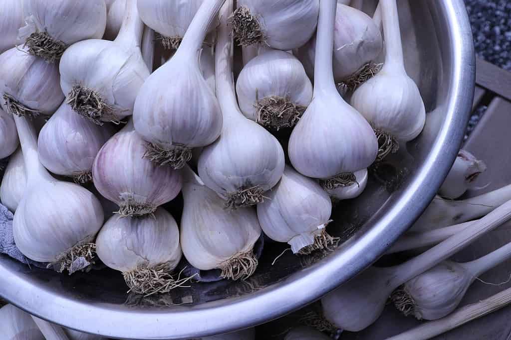 Collection of organic dry hardneck garlic in a bowl, multiple bulbs with papery skin.