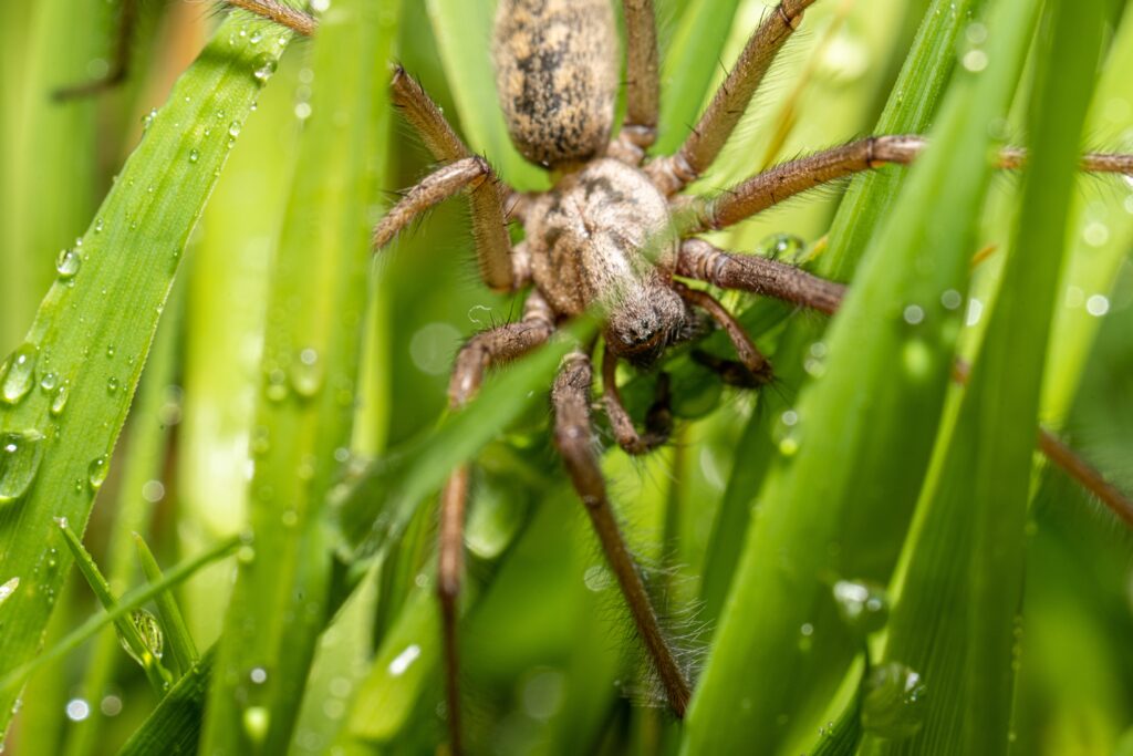 Macro photo of a Eratigena atrica also known as Giant house spider in grass.