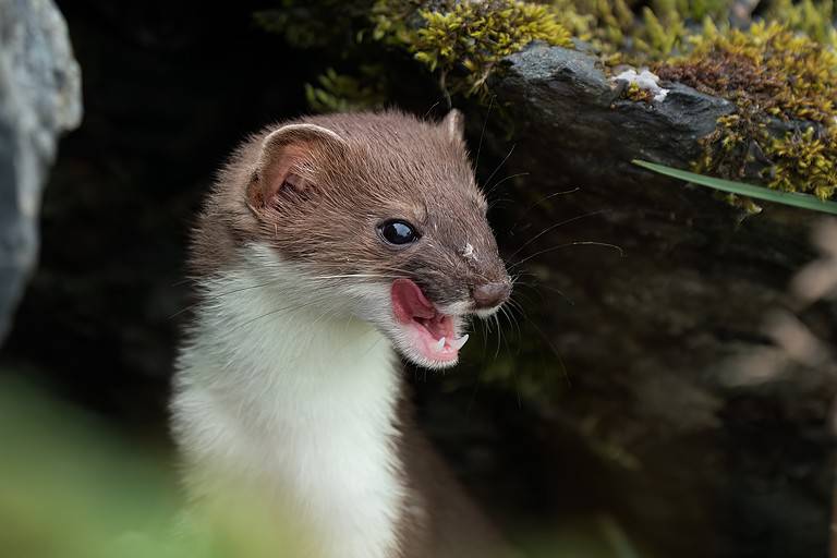 a young weadel, left of center frame, facing camera, looking toward frame right. The weasel's mouth is opened exposing its teeth, with lower canines visible. The weasel has brown fur on its back and white fur on its underbelly.