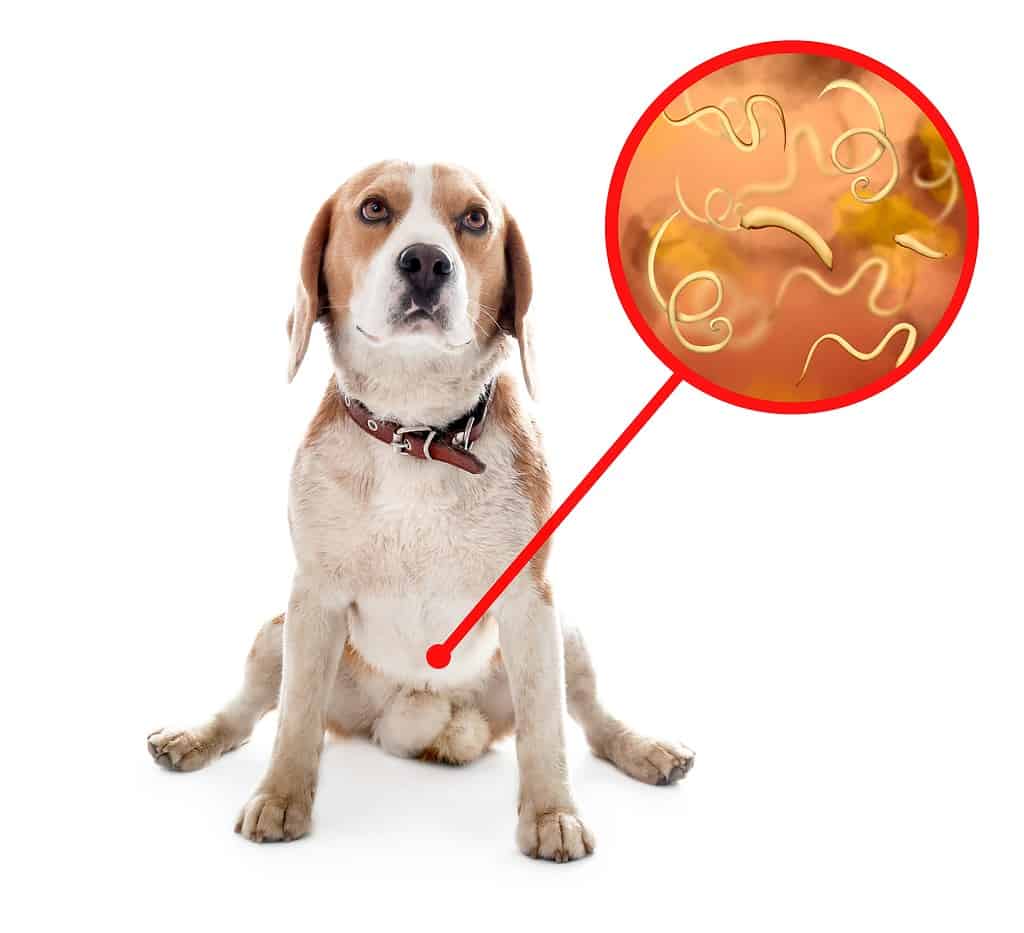 Cute dog and illustration of helminths under microscope on white background. Parasites in animal