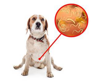 The 2 Ways to Get Rid of Tapeworms in Dogs – For Good Picture