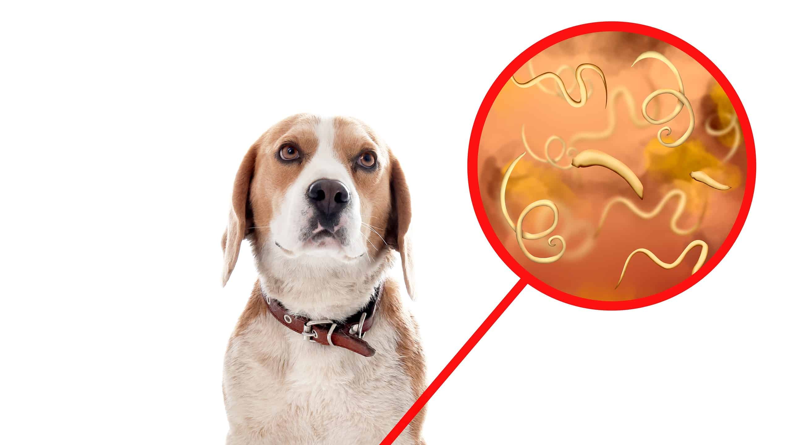 What Do Tapeworms Look Like In Dog - Infoupdate.org