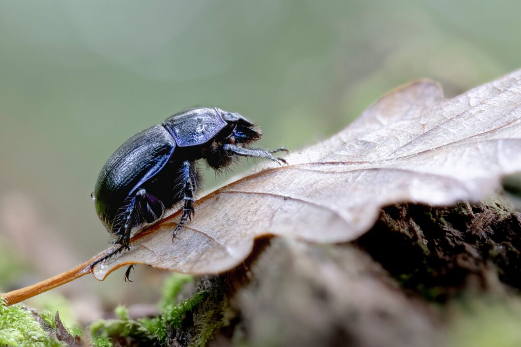 Earth-boring blue Geotrupidae Anoplotrupes stercorosus in close view