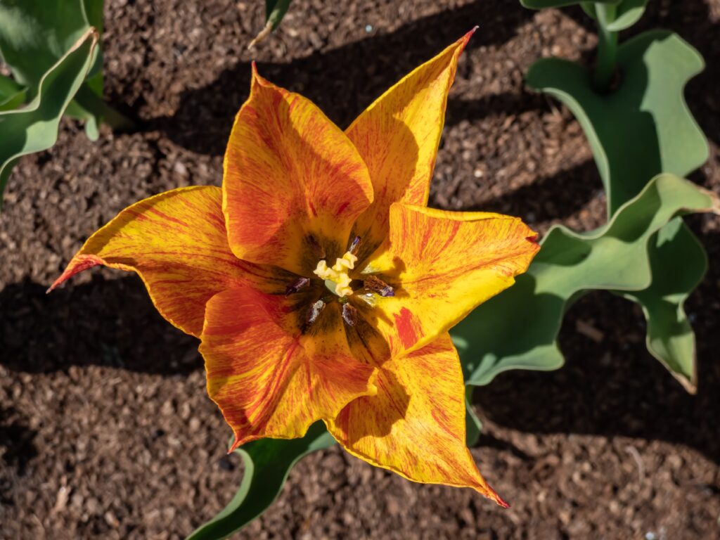 Vendee globe tulip