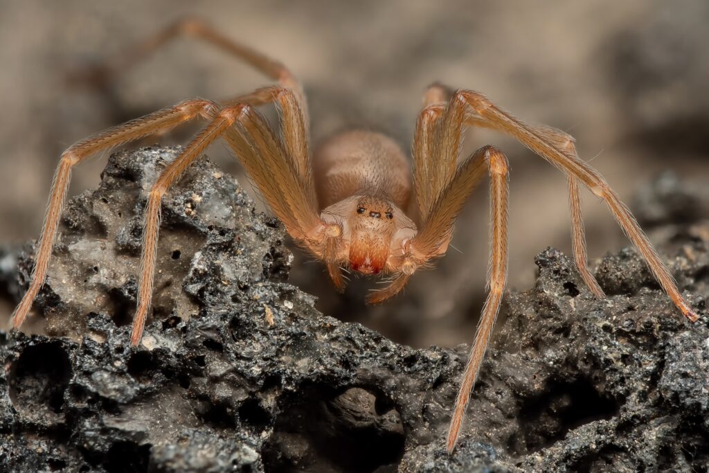 Mediterranean recluse spider, violin spider (Loxosceles rufescens), Brown recluse spider, in its wild habitat.