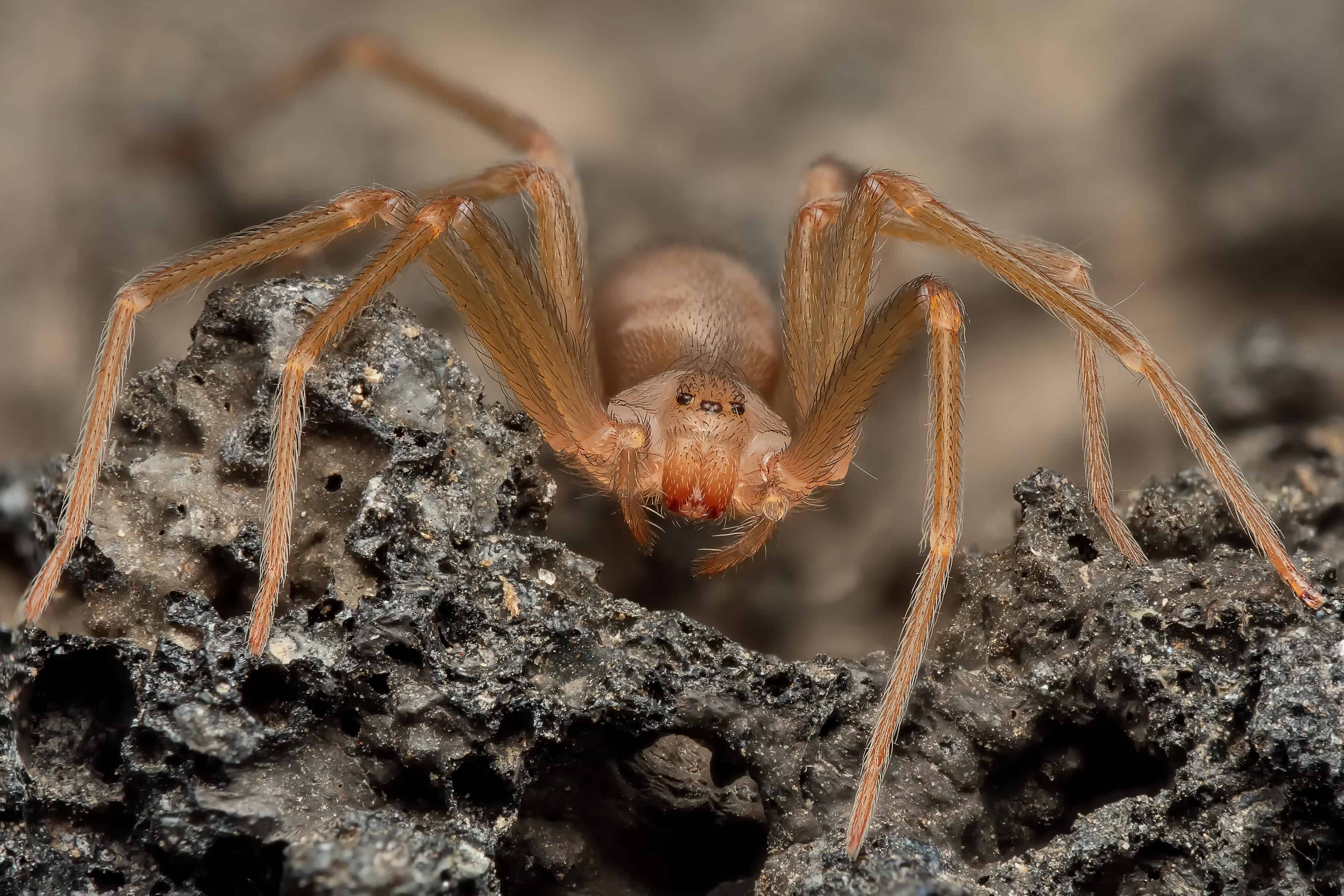 Discover the 9 Smallest Spiders in the World AZ Animals