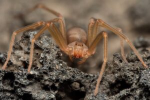Discover the 9 Smallest Spiders in the World Picture