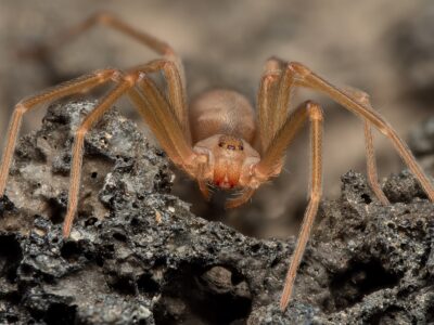A Discover the 9 Smallest Spiders in the World