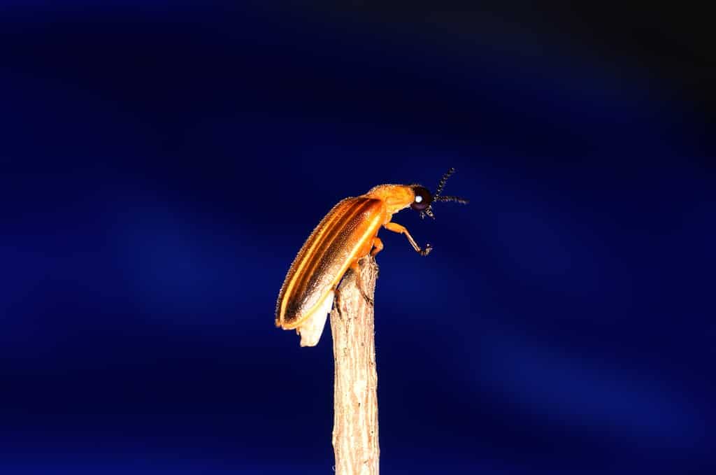 Photuris pennsylvanicus is commonly known as the Pennsylvania firefly