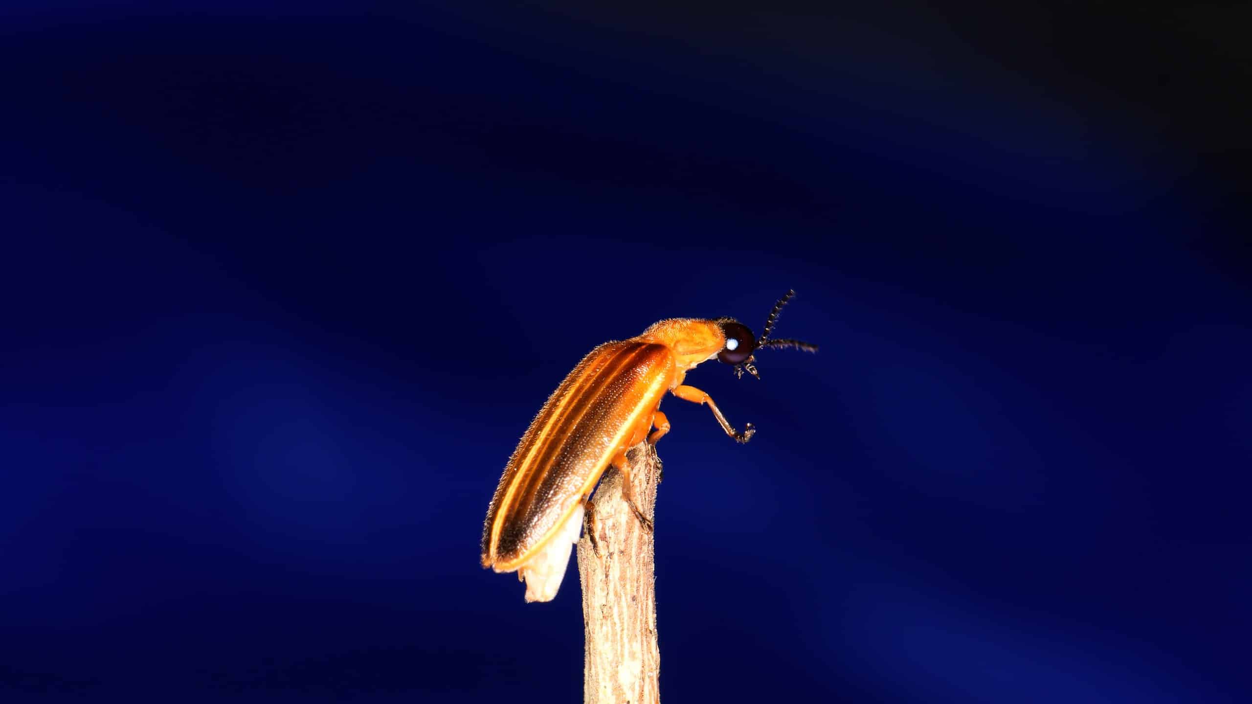 Photuris pensylvanica - Pensylvania Firefly - Types of Black Beetles
