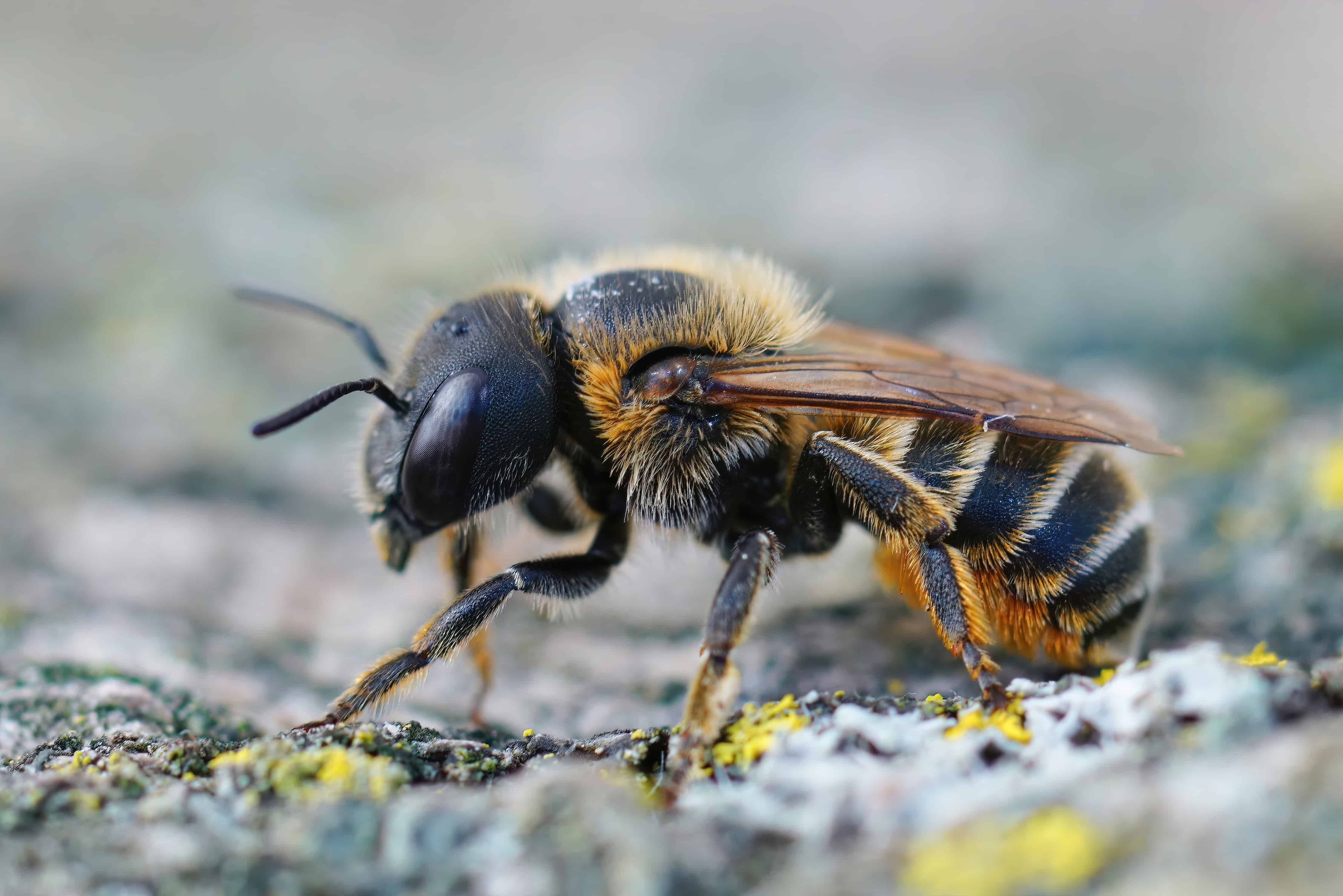 Detailed closeup on a Mediterranean golden haired mason bee, Osmia aurulenta. The bee is facing frame left. The bee had a black face and a black thorax. The thorax jhas a few light hairs on it. The bee's abdomen is banded black with slender gold stripes.