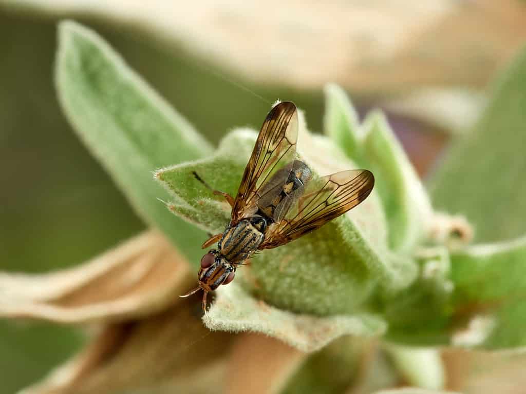 Phoenix Fly. Picture-winged Flies. Family Ulidiidae. Dorycera graminum