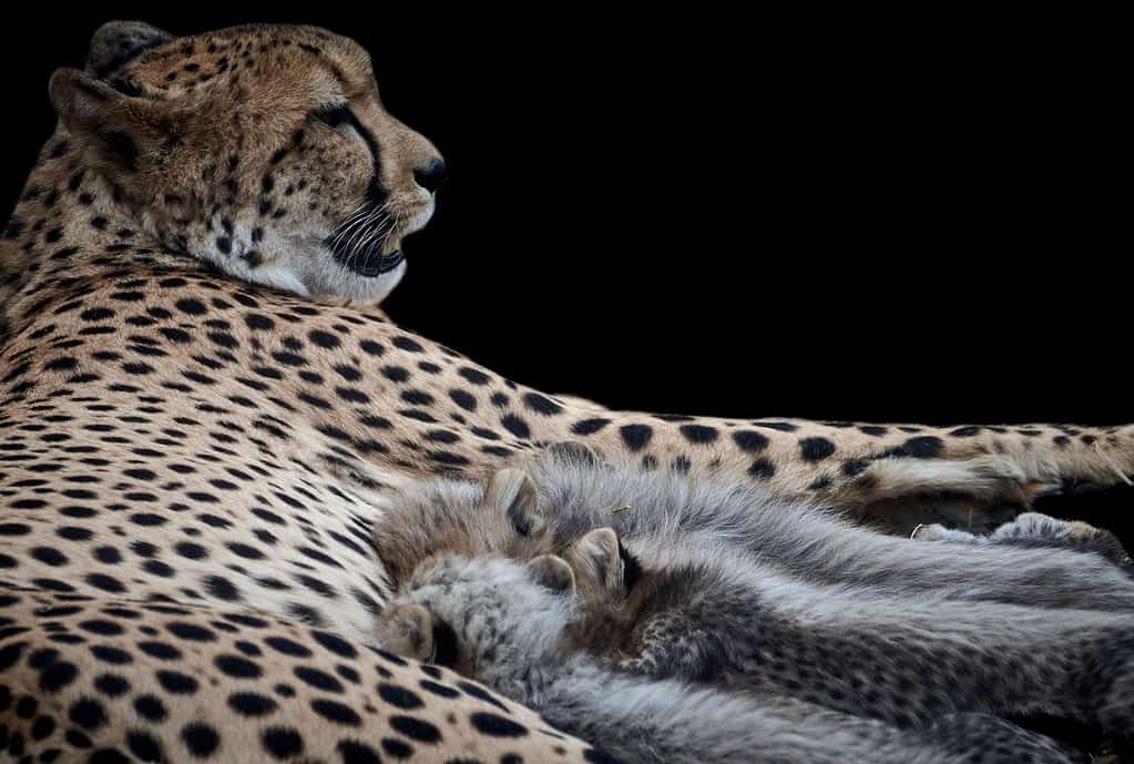 Close-up of a cheetah nursing newborn cubs (Acinonyx jubatus). Baby animals suckling isolated on black background.